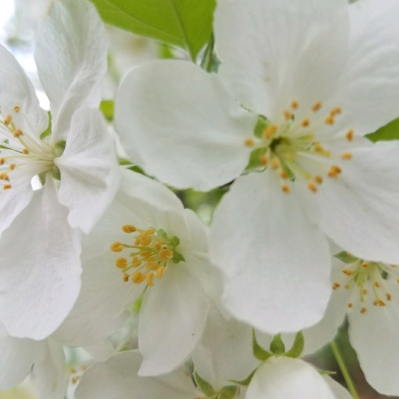 Meet your Posher, Sharon - Picture 1 of 1